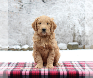 Goldendoodle Puppy for sale in EAST EARL, PA, USA
