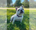 Small #1 French Bulldog