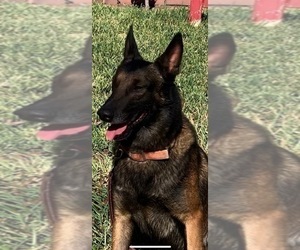 Father of the Belgian Malinois puppies born on 12/05/2022