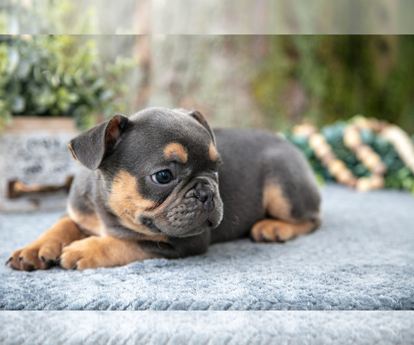 Medium Photo #13 French Bulldog Puppy For Sale in BALTIC, OH, USA