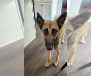 Mutt Dogs for adoption in Plainfield, IL, USA