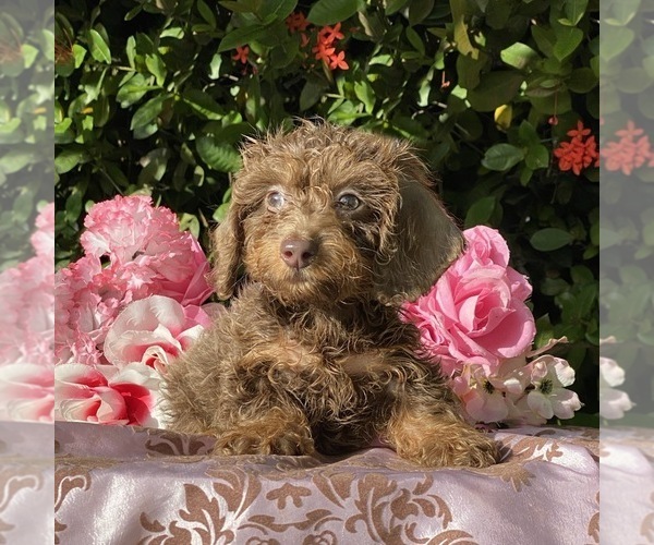Medium Photo #2 Dachshund Puppy For Sale in MIAMI, FL, USA