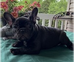 Small #4 French Bulldog