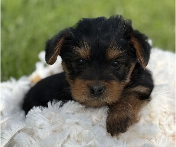 Medium Photo #10 Yorkshire Terrier Puppy For Sale in ROCK STREAM, NY, USA