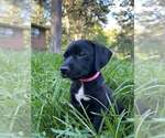 Small #2 Mutt