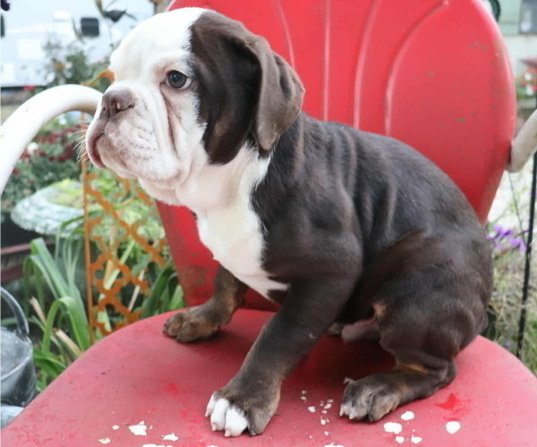 Medium Photo #2 Olde English Bulldogge Puppy For Sale in PINE VILLAGE, IN, USA