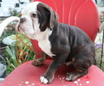 Small #1 Olde English Bulldogge