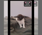 Small #2 Poodle (Toy)-Zuchon Mix