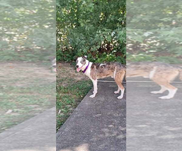 Medium Photo #2 Catahoula Leopard Dog-Unknown Mix Puppy For Sale in pomfret, CT, USA
