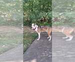 Small #1 Catahoula Leopard Dog Mix