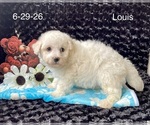 Small #1 Bichon Frise