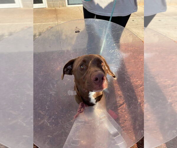 Medium Photo #2 Labrador Retriever-Unknown Mix Puppy For Sale in New York, NY, USA