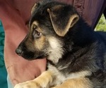 Small Photo #2 German Shepherd Dog Puppy For Sale in SHERIDAN, OR, USA