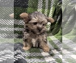 Small #5 Morkie