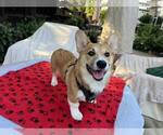 Puppy Red Male Pembroke Welsh Corgi