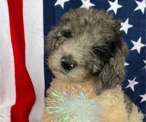 Poodle (Standard) Puppy for sale in LYNCH STATION, VA, USA