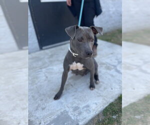 American Pit Bull Terrier-Unknown Mix Dogs for adoption in Brewster, NY, USA