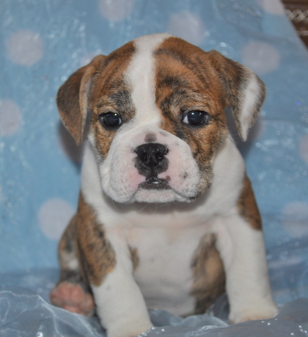 Medium Photo #3 Bulldog Puppy For Sale in ROYSE CITY, TX, USA