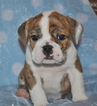 Small Photo #3 Bulldog Puppy For Sale in ROYSE CITY, TX, USA