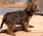 Small #2 Yorkshire Terrier