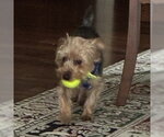 Small #2 Mutt