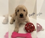 Small Photo #8 Golden Retriever Puppy For Sale in CORONA, CA, USA