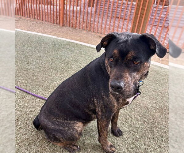 Medium Photo #2 Mutt Puppy For Sale in Las Vegas, NV, USA