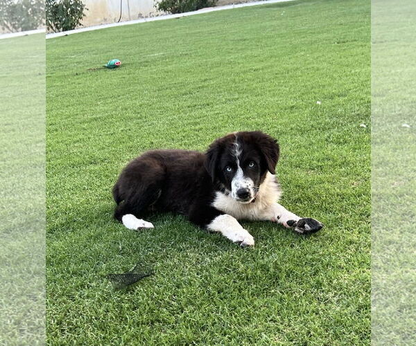 Medium Photo #1 Border Collie Puppy For Sale in Paso Robles, CA, USA