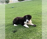 Small Border Collie