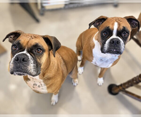 Medium Photo #2 Boxer Puppy For Sale in Dumont, NJ, USA