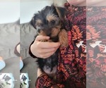 Small Photo #8 Yorkshire Terrier Puppy For Sale in NORTHGLENN, CO, USA