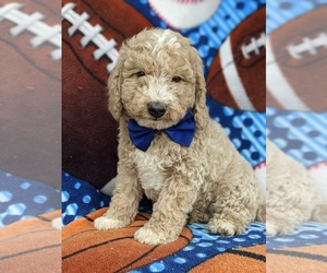 Goldendoodle-Poodle (Miniature) Mix Puppy for sale in OXFORD, PA, USA