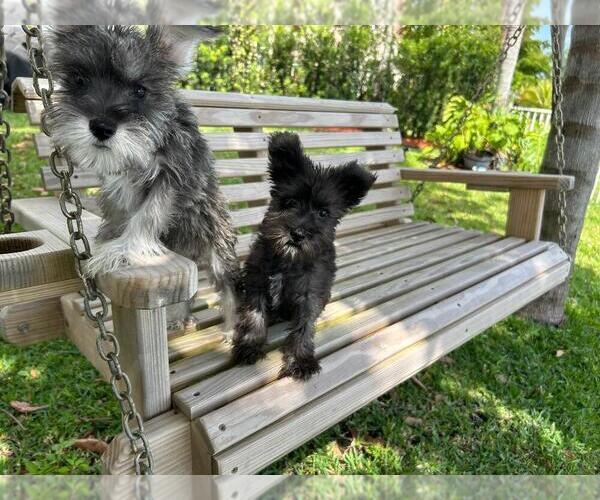 Medium Photo #2 Schnauzer (Miniature) Puppy For Sale in HOLLYWOOD, FL, USA