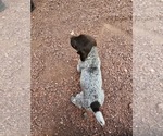 Small #3 German Shorthaired Pointer