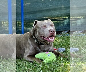Cooper - Male Labrador Retriever Dog for Adoption - Photo #2