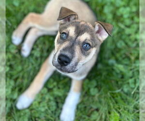 American Pit Bull Terrier-Huskies  Mix Dogs for adoption in Springdale, PA, USA