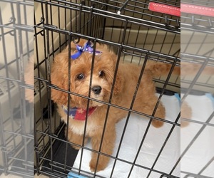 Cavapoo (Miniature) Puppy for sale in MOBILE, AL, USA