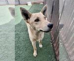 Small #11 Shiba Inu Mix