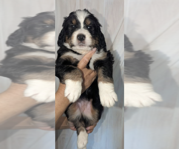 Medium Photo #6 Double Doodle Puppy For Sale in FAIRFIELD, CA, USA