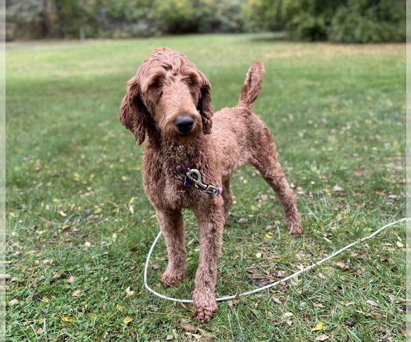 Medium Photo #11 Poodle (Standard) Puppy For Sale in Oak Bluffs, MA, USA