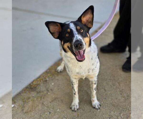 Medium Photo #1 Texas Heeler-Unknown Mix Puppy For Sale in Las Vegas, NV, USA
