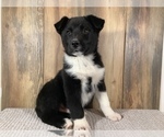 Puppy 2 Border Collie-Texas Heeler Mix