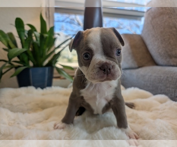Medium Photo #8 Faux Frenchbo Bulldog Puppy For Sale in LAS CRUCES, NM, USA