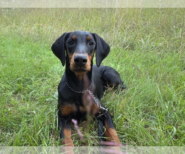 Medium Photo #30 Doberman Pinscher Puppy For Sale in WARSAW, IN, USA