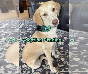 Beagle Dogs for adoption in Dunnellon, FL, USA