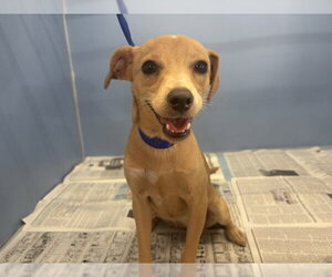 Chihuahua Dogs for adoption in San Bernardino, CA, USA
