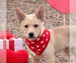 Small Shiba Inu Mix
