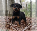 Small Photo #3 Rottweiler Puppy For Sale in WARSAW, IN, USA