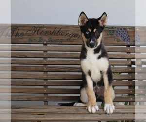 German Shepherd Dog-Siberian Husky Mix Puppy for sale in FREDERICKSBURG, OH, USA