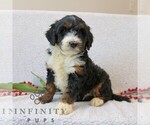 Small #1 Bernedoodle (Miniature)